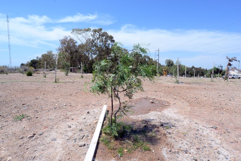 Este año se plantaron más de 8700 árboles nuevos en la ciudad