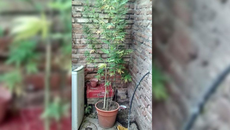 Secuestran un arma y dos plantas de marihuana en un allanamiento en Don Bosco II