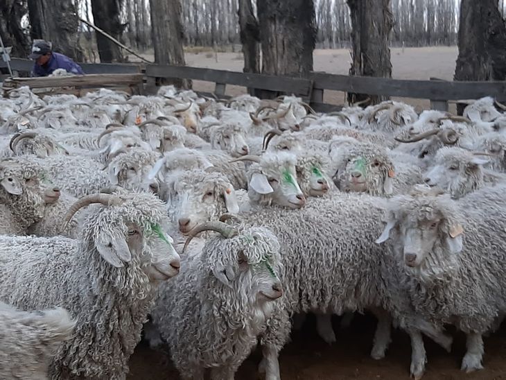 Se ofreció el pelo clasificado bajo parámetros internacionales. Se ofreció el pelo clasificado bajo parámetros internacionales.