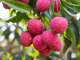 un pequeno fruto exotico que es un superalimento un pequeno fruto exotico que es un superalimento