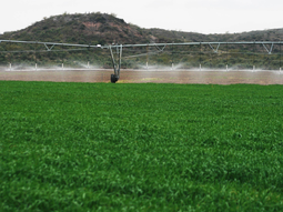 Productores rionegrinos analizan paneles solares para incorporar energía renovable bajo el régimen RIMI.