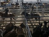 Los novillos, los únicos que mostraron buen desempeño en septiembre.
