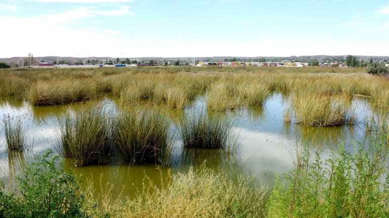 En el barrio San lorenzo conviven con grandes focos infecciosos y gastan fortunas en insecticidas.
