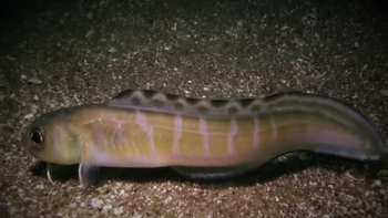 buzo marisquero capto en imagenes un raro pez en el golfo san matias