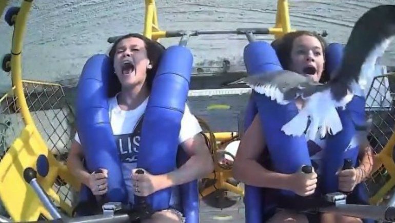 Viral: joven choca con una gaviota durante una atracción.