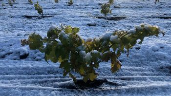 El desafío vitivinícola: Cuando un proyecto universitario de 1000 m² se convierte en el viñedo más austral del mundo. Foto: gentileza El desafío vitivinícola: Cuando un proyecto universitario de 1000 m² se convierte en el viñedo más austral del mundo. Foto: gentileza