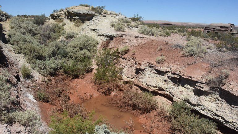 Cazaban guanacos y los acusaron por depredar la fauna