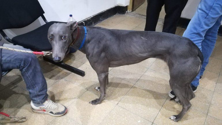 La Policía rescató un galgo que era utilizado para realizar carreras ilegales de perros.