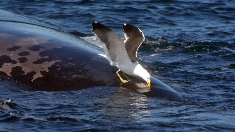 Sorpresa en la Península Valdés: récord de ballenas