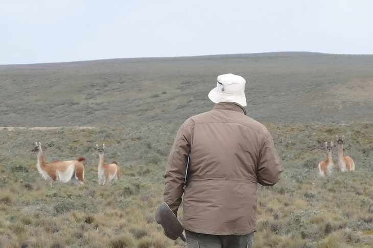 “Es frecuente que guanacos silvestres pastoreen e impidan un descanso adecuado de la vegetación”, destaca Cipriotti. “Es frecuente que guanacos silvestres pastoreen e impidan un descanso adecuado de la vegetación”, destaca Cipriotti.