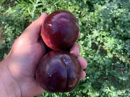 la produccion de ciruela, una alternativa que avanza en el valle la produccion de ciruela, una alternativa que avanza en el valle