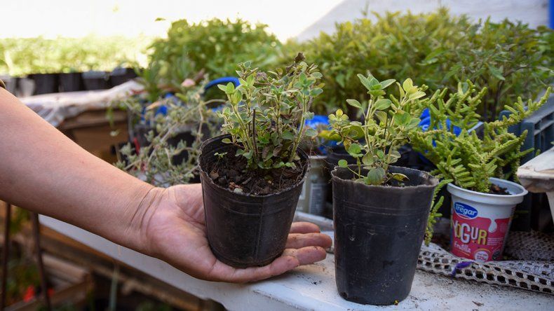 Manejo de aromáticas es uno de los temas de los cursos del INTA. Manejo de aromáticas es uno de los temas de los cursos del INTA.