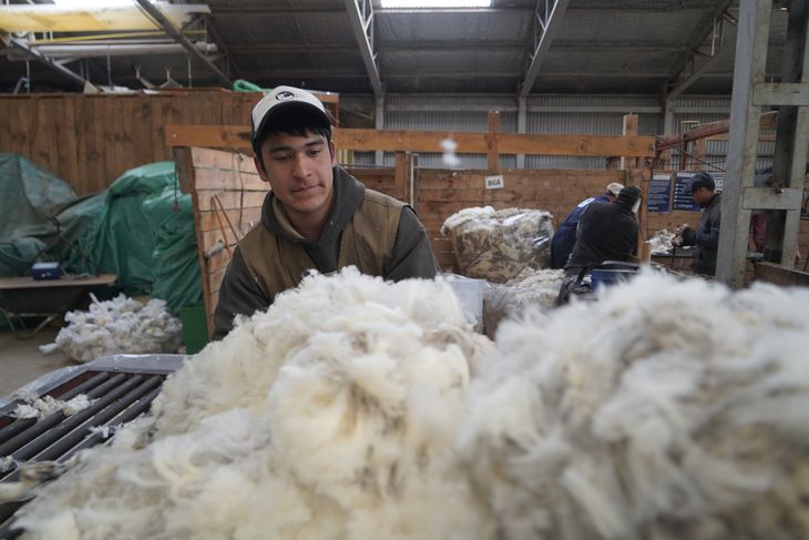 Uno los trabajos rurales más demandados en esta época por los establecimientos de producción ovina es el empleo de esquila. Foto: Gobierno de Río Negro. Uno los trabajos rurales más demandados en esta época por los establecimientos de producción ovina es el empleo de esquila. Foto: Gobierno de Río Negro.