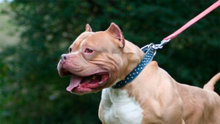 Un hombre murió tras ser atacado por un pitbull