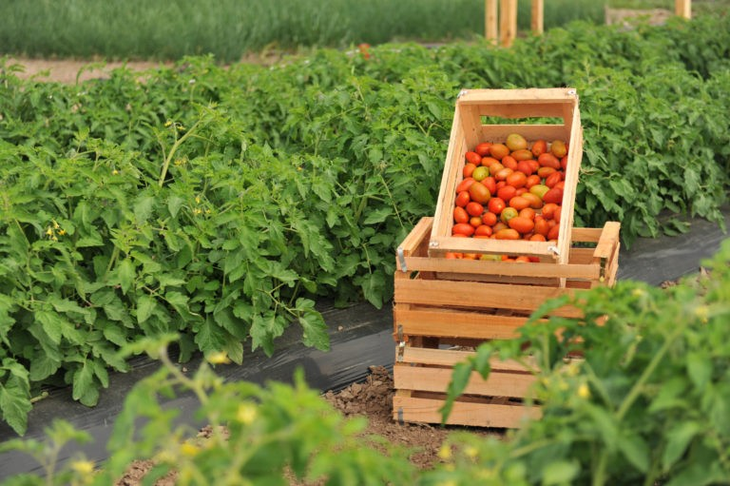 Las BPA involucran un manejo específico en cuanto al uso del agua y fertilizantes, por ejemplo. Foto: INTA. Las BPA involucran un manejo específico en cuanto al uso del agua y fertilizantes, por ejemplo. Foto: INTA.