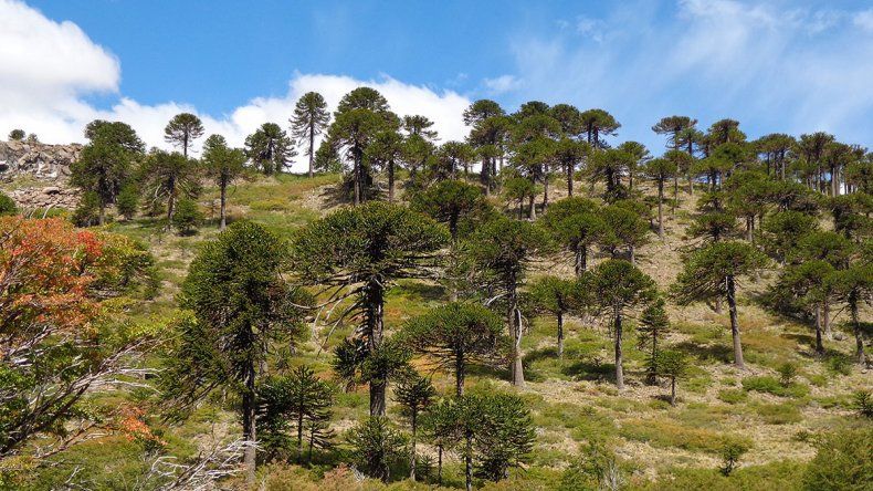 El “Mapa de Plantaciones Forestales” es un hito para el sector. Foto: gentileza