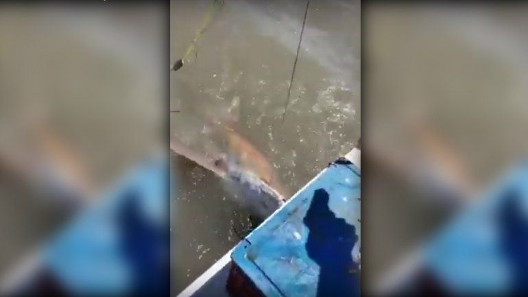 Capturaron un tiburón y lo remataron a tiros en Bahía