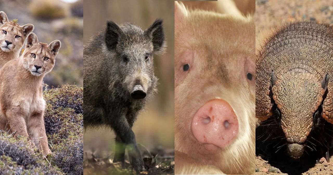 Advierten que es preocupante la presencia de ese parásito en carne de jabalíes, pero no sólo en jabalíes.