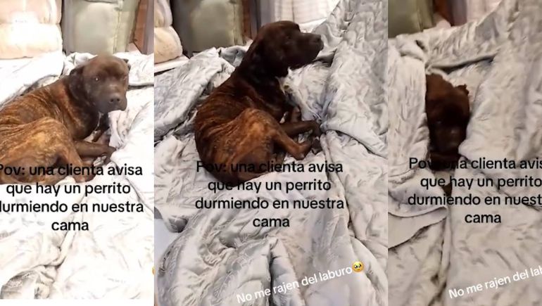 El perrito se hizo viral en las redes sociales
