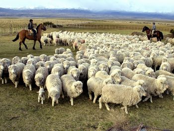 Los frigoríficos de la Patagonia aducen que las exportaciones de carne ovina quedarían afectadas con la flexibilización de la barrera.