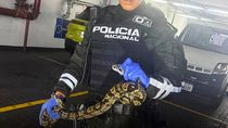 Sorpresa en un shopping de Ecuador: rescatan una boa escondida en la rueda de un automóvil