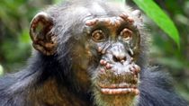 por primera vez, detectaron lepra en chimpances salvajes por primera vez, detectaron lepra en chimpances salvajes
