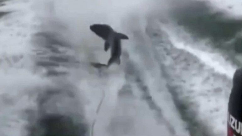 Un cazador de tiburones subió el video para que los detuvieran.