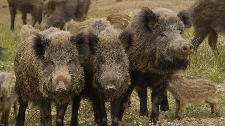 El control del jabalí requiere criterios de masividad y coordinación regional. Convertir la plaga en industria es una respuesta viable. El control del jabalí requiere criterios de masividad y coordinación regional. Convertir la plaga en industria es una respuesta viable.