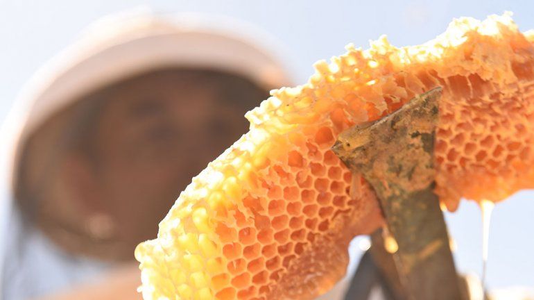 Crece el atractivo de producir miel en forma casera