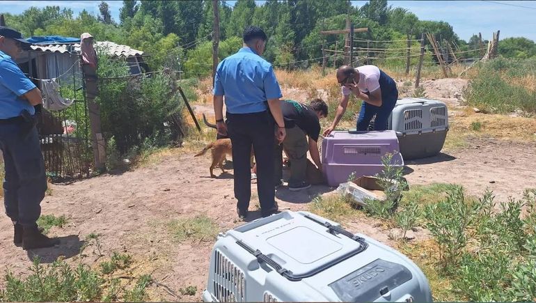 La Muni encontró al perro que atacó a la abuela del barrio Santa Genoveva