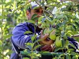 Con un aumento del 31,6% para la cosecha, UATRE cerró la paritaria frutícola en Río Negro y Neuquén, aunque los productores se negaron a firmar el acuerdo y anticiparon acciones legales. Con un aumento del 31,6% para la cosecha, UATRE cerró la paritaria frutícola en Río Negro y Neuquén, aunque los productores se negaron a firmar el acuerdo y anticiparon acciones legales.