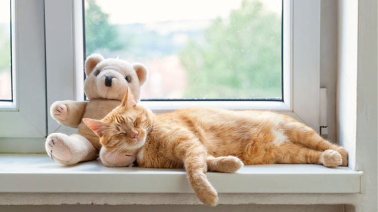 ¿Qué puedo hacer para que mi gato me quiera?