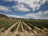 La transición de las bodegas a modelos sustentables, en el eje de un programa financiado por la UE.
