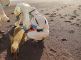Preocupación en las costas patagónicas por la muerte de estos mamíferos por gripe aviar.