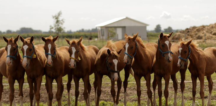 Caballos clonados con genes editados, otra hazaña de científicos argentinos. Foto: @argentina.gob Caballos clonados con genes editados, otra hazaña de científicos argentinos. Foto: @argentina.gob