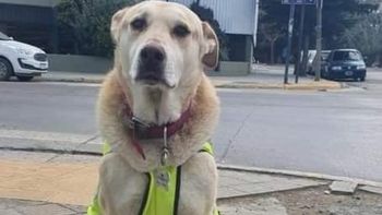 Chubut: murió Centinela, la perra de la Comisaría 1ª de Comodoro Rivadavia. Chubut: murió Centinela, la perra de la Comisaría 1ª de Comodoro Rivadavia.