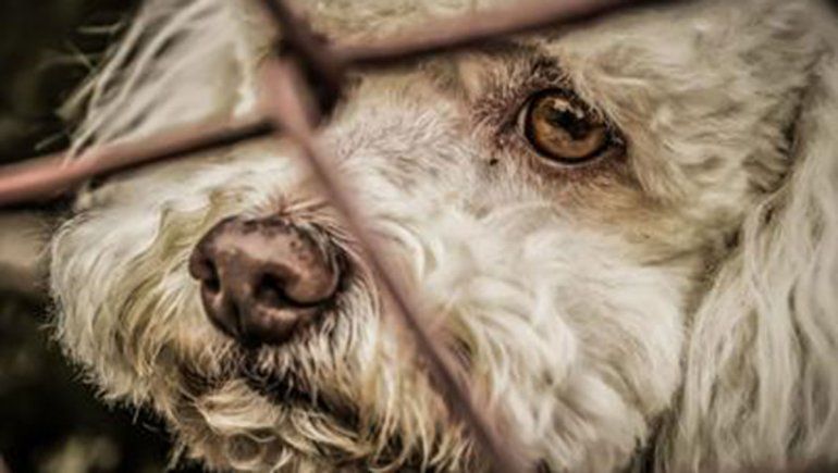 La Ciudad de Buenos Aires contra el maltrato animal