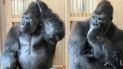 Kiyomasa es hijo de Shabani, un gorila que alcanzó notoriedad internacional por su apariencia.