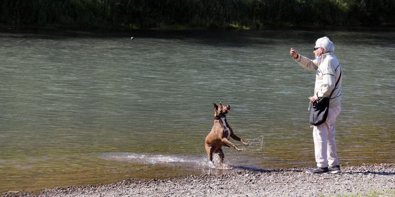 Permitirán mascotas en los balnearios del Limay: conocé los puntos del río habilitados