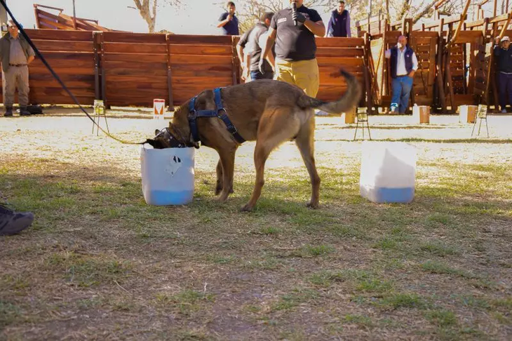 El olfato canino permite detectar el insecto vector del HLB antes de que aparezcan síntomas. Foto: INTA El olfato canino permite detectar el insecto vector del HLB antes de que aparezcan síntomas. Foto: INTA