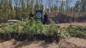 Allanaron un vivero de marihuana que era custodiado por tres pitbulls adiestrados