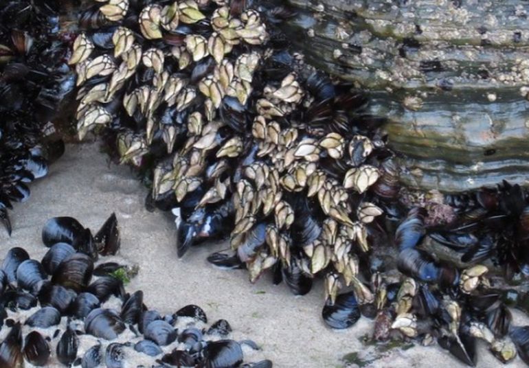El percebe gallego vive fuertemente adherido a las rocas azotadas por las olas de un mar violento. El percebe gallego vive fuertemente adherido a las rocas azotadas por las olas de un mar violento.