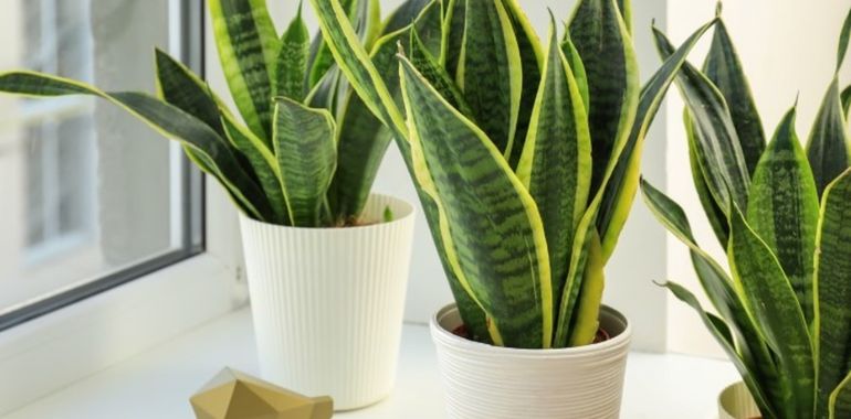 La hoja de lengua de suegra puede aportarle beneficios nutritivos y protectores a otras plantas. La hoja de lengua de suegra puede aportarle beneficios nutritivos y protectores a otras plantas.