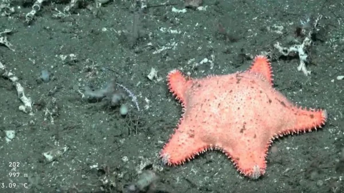 El Conicet encontró una estrella culona cerca de Puerto Madryn.