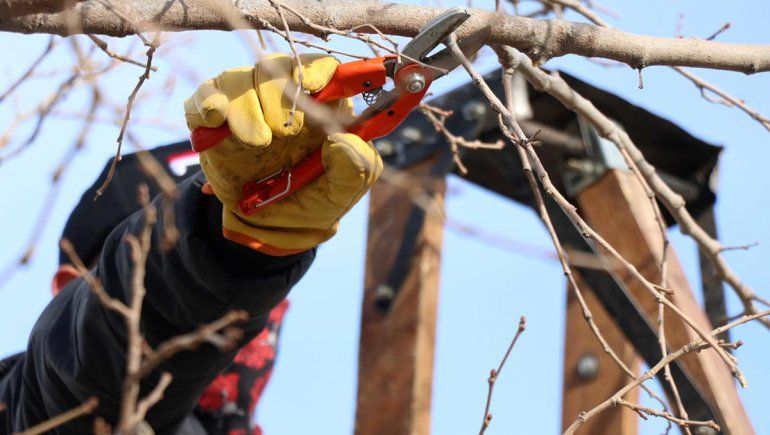Falta mano de obra para la poda en las chacras