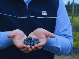 Investigación aplicada, genética y trabajo con productores para mejorar el arándano del NEA. Investigación aplicada, genética y trabajo con productores para mejorar el arándano del NEA.