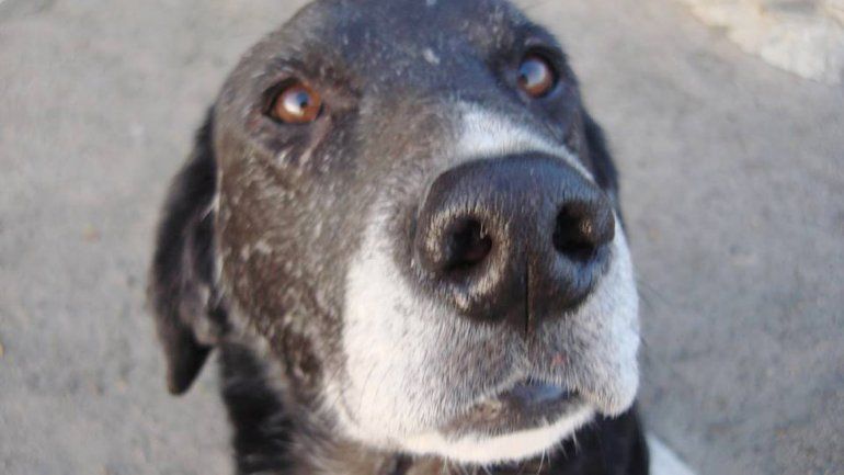 Cara de viejo para dar lástima. Una expresión enternecedora.