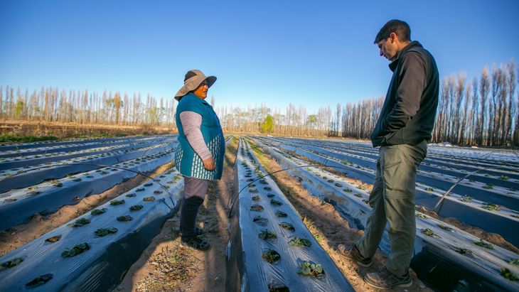 El cultivo avanza en Plottier. Foto: Gobierno de Neuquén. El cultivo avanza en Plottier. Foto: Gobierno de Neuquén.