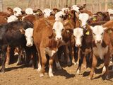 Derogan la prohibición de exportar ganado vacuno en pie con destino a faena
