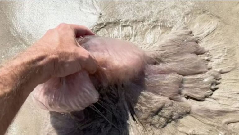 Medusas rosas de gran tamaño sorprenden a bañistas y científicos en las costas de Texas. Medusas rosas de gran tamaño sorprenden a bañistas y científicos en las costas de Texas.